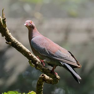 Peruvian Pigeon