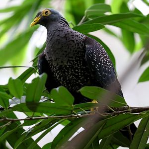 African Olive Pigeon