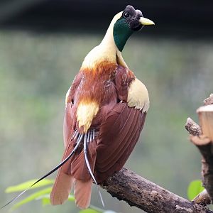 Red Bird-of-Paradise