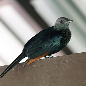 Red-winged Starling