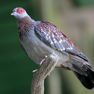 Speckled Pigeon