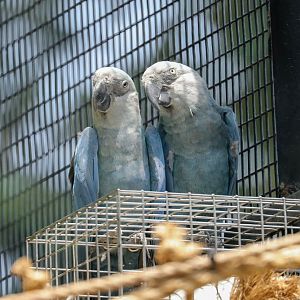 Spix's Macaws