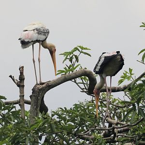 Painted Storks (wild)