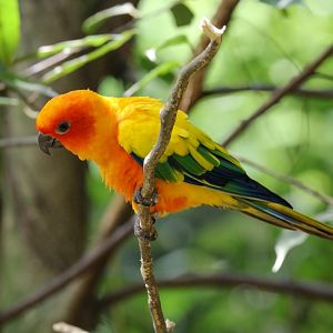 Sun Conure