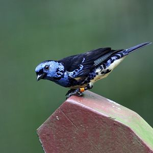 Turquoise Tanager
