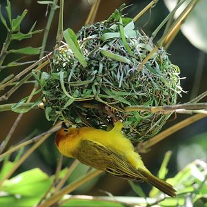 Taveta Golden Weaver