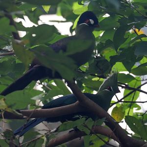 Hartlaub's and Livingstone's Turaco