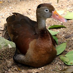 Black-bellied Whistling-Duck