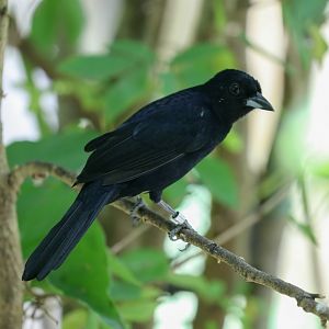 White-lined Tanager