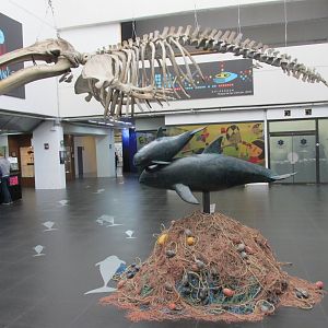 grey whale skeleton and vaquita model