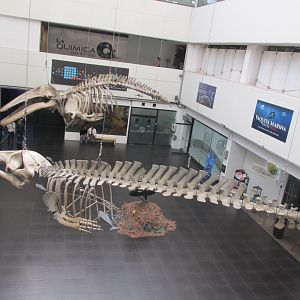 gray whale and minke whale skeletons