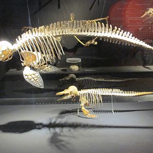vaquita adult and juvenile skeletons