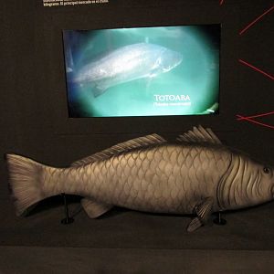 totoaba model