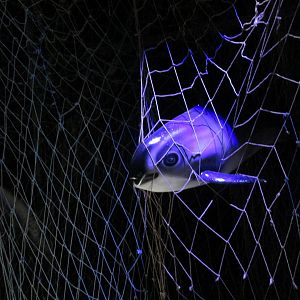 vaquita  model in net