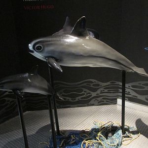 vaquita models