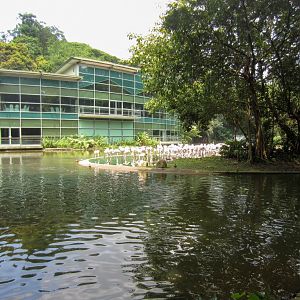 Greater Flamingo exhibit