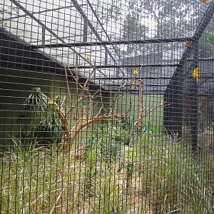 Golden Conure Aviary