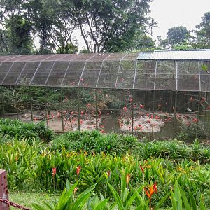 Scarlet Ibis Aviary