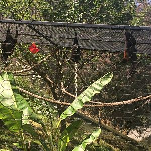 Malayan flying foxes