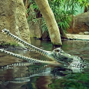 Gharial