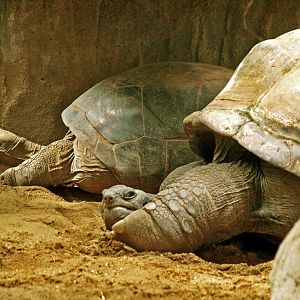 Pinzon Galapagos or Aldabra? Prague