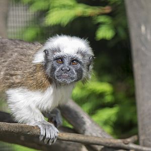 Cotton-top Tamarin
