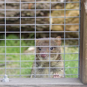 Tiger Quoll