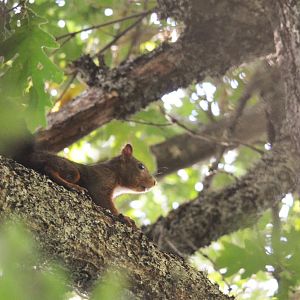 European Red Squirrel, Fuente De, Cantabria, 06/07/17