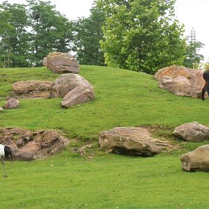 Takin and Crane Enclosure at Beauval, 12/06/18