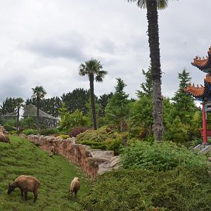 Takin and Crane Enclosure at Beauval, 12/06/18