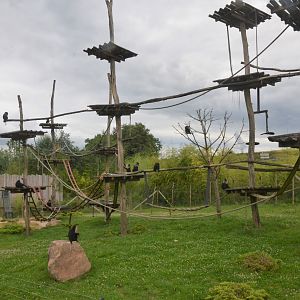 Lion-tailed Macaque and Reeves' Muntjac Enclosure at Beauval, 12/06/18