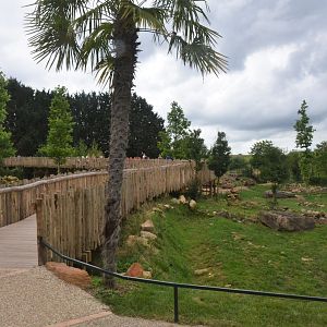 Dromedary and Bactrian Camel Enclosure at Beauval, 12/06/18