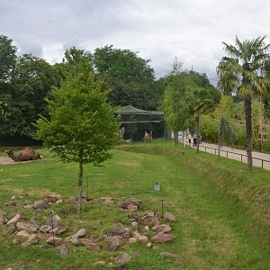 Dromedary and Bactrian Camel Enclosure at Beauval, 12/06/18