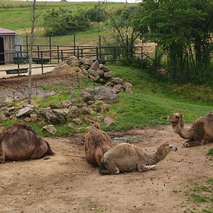 Dromedaries at Beauval, 12/06/18