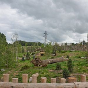 'Arctic' Wolf Enclosure at Beauval, 12/06/18