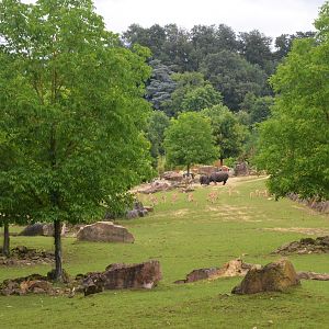 Rhino, Deer and Antelope Paddock at Beauval, 12/06/18