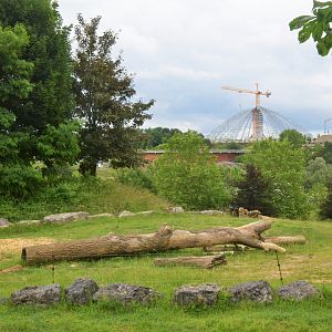 African Elephant Enclosure at Beauval, 12/06/18