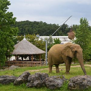 African Elephant Enclosure at Beauval, 12/06/18
