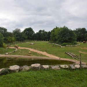 African Elephant Enclosure at Beauval, 12/06/18
