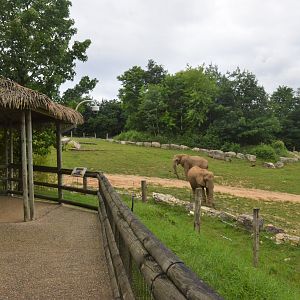 African Elephant Enclosure at Beauval, 12/06/18