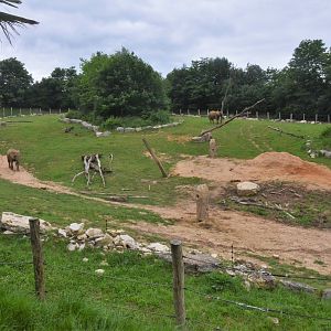 African Elephant Enclosure at Beauval, 12/06/18