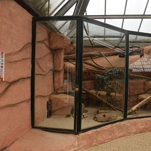 Indoor Dwarf Mongoose Enclosure at Beauval, 12/06/18