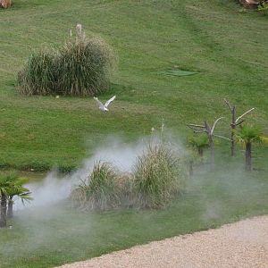 Snowy Owl - Les Maîtres des Airs at Beauval, 12/06/18