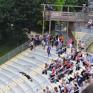Crested Caracaras - Les Maîtres des Airs at Beauval, 12/06/18