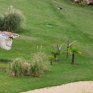 Ferruginous Hawk and Caracara - Les Maîtres des Airs at Beauval, 12/06/18