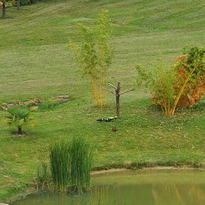 Pied Crows - Les Maîtres des Airs at Beauval, 12/06/18