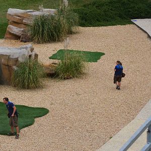 Red-legged Seriemas - Les Maîtres des Airs at Beauval, 12/06/18