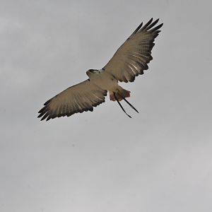 Augur Buzzard - Les Maîtres des Airs at Beauval, 12/06/18