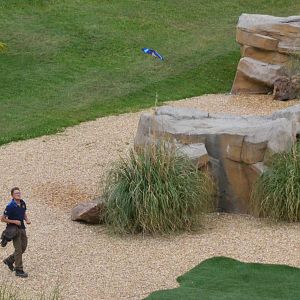 Blue-bellied Roller - Les Maîtres des Airs at Beauval, 12/06/18