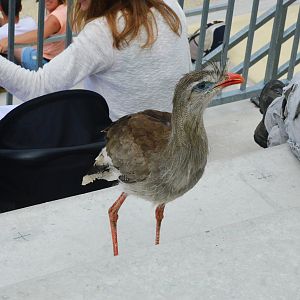 Red-legged Seriema - Les Maîtres des Airs at Beauval, 12/06/18